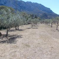 Oliveto - uliveto e pascolo