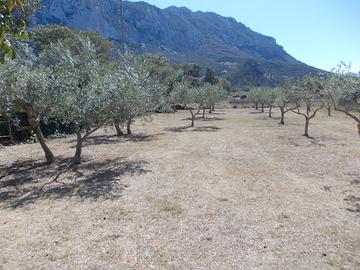 Oliveto - uliveto e pascolo