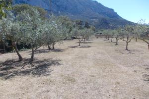 Oliveto - uliveto e pascolo