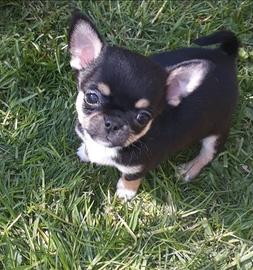 Chiwawa mini toy maschio