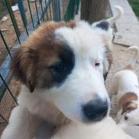 Cuccioli Pastore dell'Asia Centrale