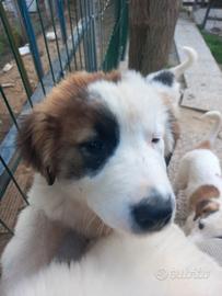 Cuccioli Pastore dell'Asia Centrale