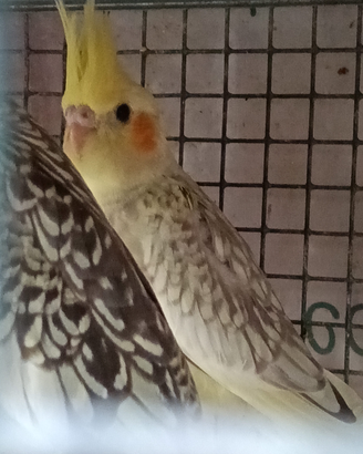 Calopsita