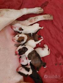 Cuccioli di Bull terrier