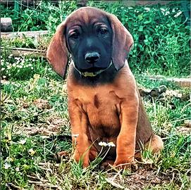 Cuccioli di Segugio Bavarese/BGS