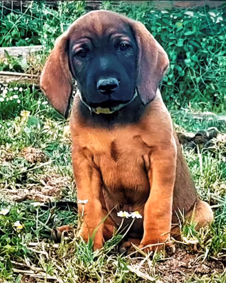 Cuccioli di Segugio Bavarese/BGS