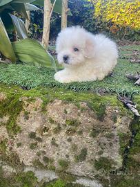 Maschietto di Maltese