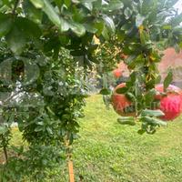Villetta quadrifamiliare Riolo Terme
