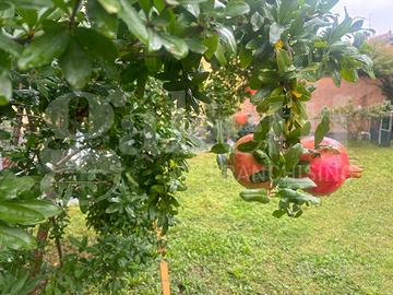 Villetta quadrifamiliare Riolo Terme