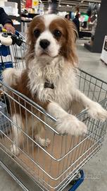 cavalier king 