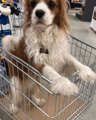 cavalier king 
