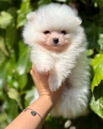 Spitz pomerania nano pedigree