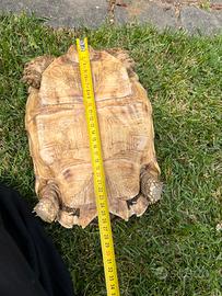 Tartaruga Sulcata