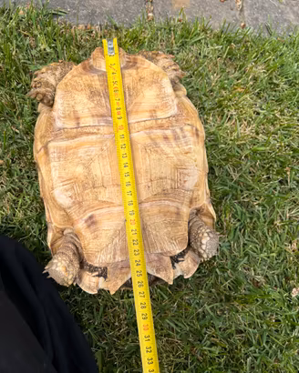Tartaruga Sulcata