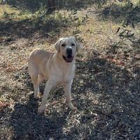 Labrador