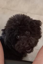 Barboncino color cioccolato