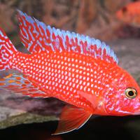 Aulonocara firefish