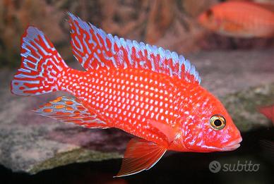 Aulonocara firefish