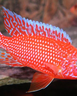 Aulonocara firefish