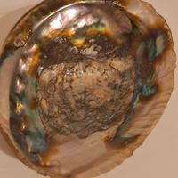 conchiglia di abalone 