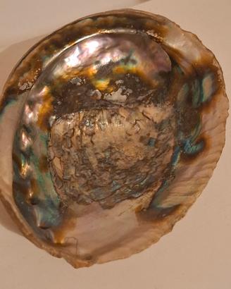 conchiglia di abalone 