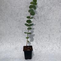 5 Piante di eucalyptus var Cinerea