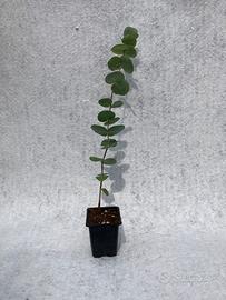 5 Piante di eucalyptus var Cinerea