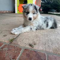 Cucciolo pastore australiano