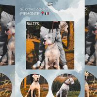 Cucciolo Dogo Argentino