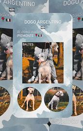 Cucciolo Dogo Argentino