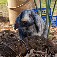 Coniglio Ariete Femmina