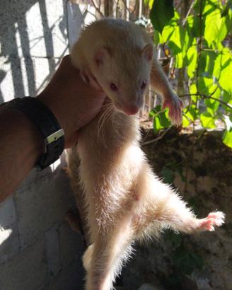 Furetti albini