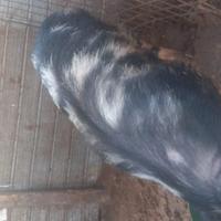 Scrofa e maiale maschio