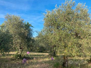 Terreno agricolo Santa Brigida (Pontassieve)