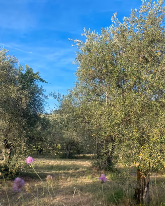 Terreno agricolo Santa Brigida (Pontassieve)