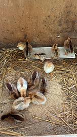 Pulcini gallina Razza Modenese