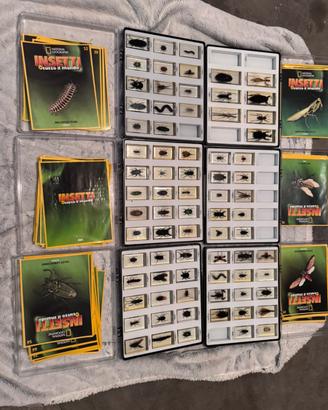 Collezione semi-completa Insetti stecco