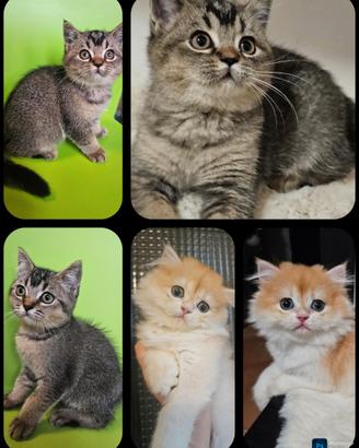 Meravigliosi cuccioli british shorthair pedigree