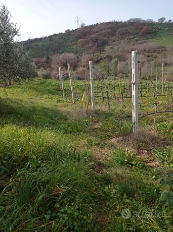 Terreno agricolo