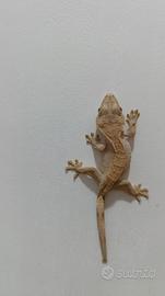 Geco ciliatus Het Axanthic Cappuccino