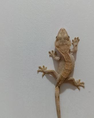 Geco ciliatus Het Axanthic Cappuccino