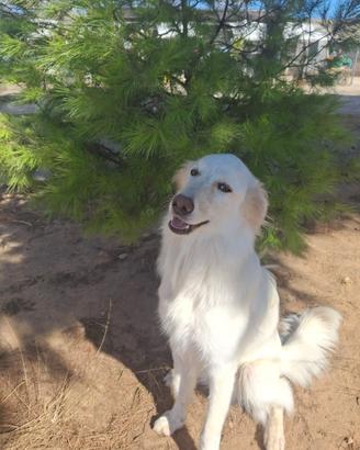 EROS: un cucciolone dolcissimo