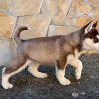 Cuccioli Siberian Husky