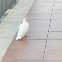 Colombe bianche