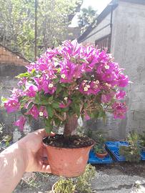 Bonsai di bouganville sanderiana