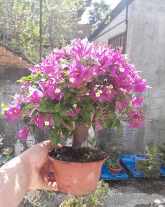 Bonsai di bouganville sanderiana