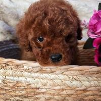 Cucciolo barboncino toy red