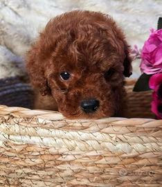 Cucciolo barboncino toy red