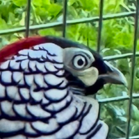 Fagiani Lady Hamrest