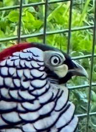 Fagiani Lady Hamrest